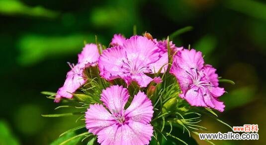 传递爱与希望的芳香语言 石竹花花语之美——深入探索花朵的意义与价值