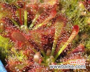 揭示食人花的象征意义与神秘力量 探秘食人花的花语之谜