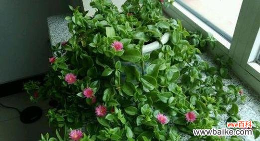 以牡丹吊兰的花语探索生命之美 牡丹吊兰