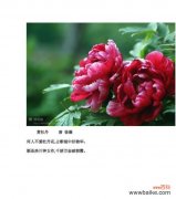 以牡丹吊兰的花语探索生命之美 牡丹吊兰