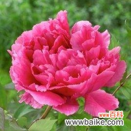 一朵花背后的千年文化积淀 牡丹花的象征意义与传承