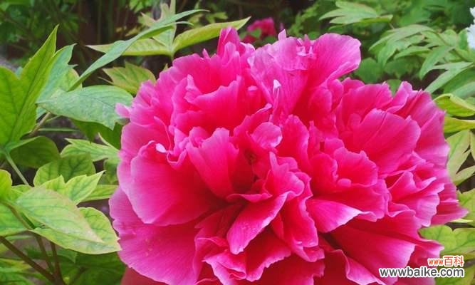 一朵花背后的千年文化积淀 牡丹花的象征意义与传承