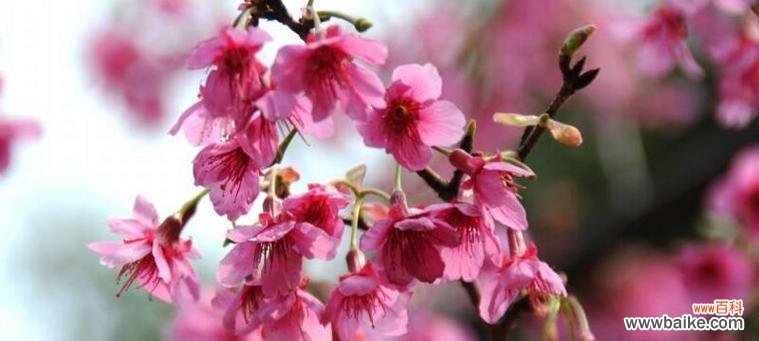 探索美人樱花的浪漫花语及其背后的文化意义 美人樱花