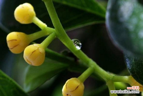 探索米兰花语的丰富内涵 米兰花语的含义和传承