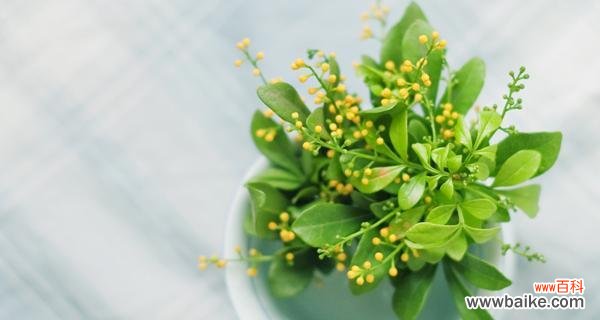 探索米兰花语的丰富内涵 米兰花语的含义和传承