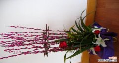 揭秘棉花花语的意义 棉花的花语与寓意——探究其中的柔情和坚韧