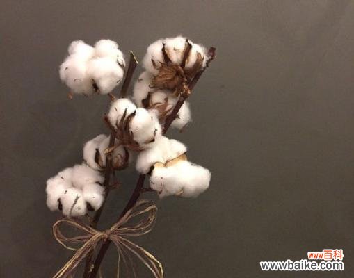 探寻木棉花的隐藏信息 木棉花的花语与含义