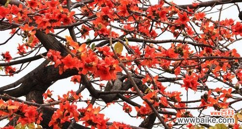 探寻木棉花的隐藏信息 木棉花的花语与含义