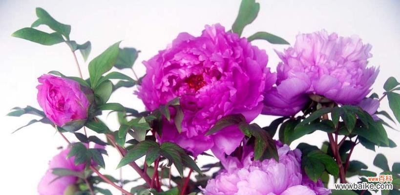 美丽的牡丹 牡丹花语