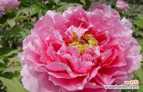 美丽的牡丹 牡丹花语