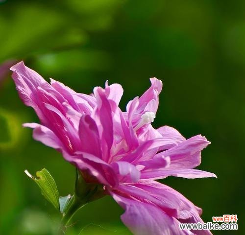 木槿花的花语 木槿花