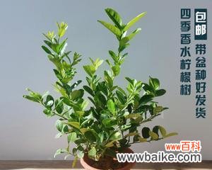 柠檬的酸与甘 柠檬的象征意义