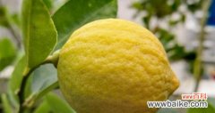 柠檬的酸与甘 柠檬的象征意义