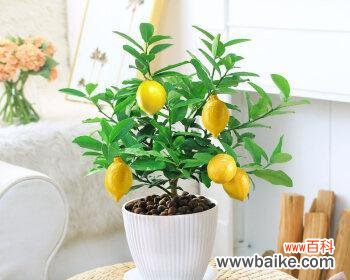 酸甜苦辣 柠檬的象征意义与内涵