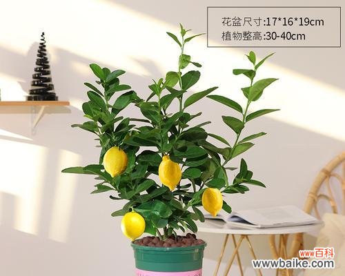 酸甜苦辣 柠檬的象征意义与内涵