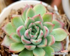 探索女雏花的含义 女雏会开花吗——解读花语与寓意