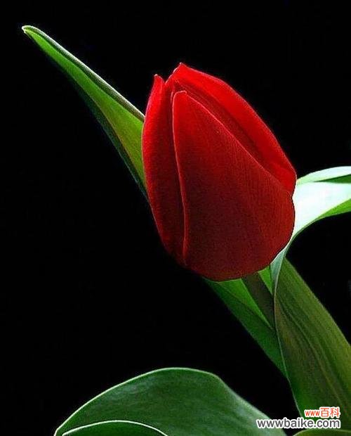 用花语传递友谊的真挚情感 以百合花为主题的挚友花语