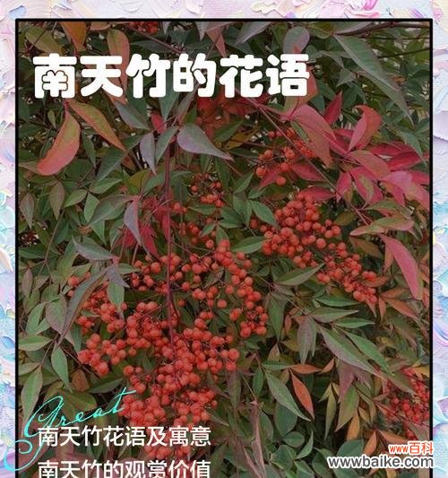 用花语传递友谊的真挚情感 以百合花为主题的挚友花语