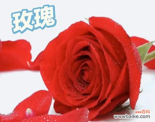 用玫瑰传递爱与情感 玫瑰花的花语与意义