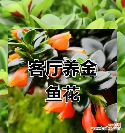 探究吊兰开花的象征意义及其在生活中的应用 吊兰开花的寓意与意义