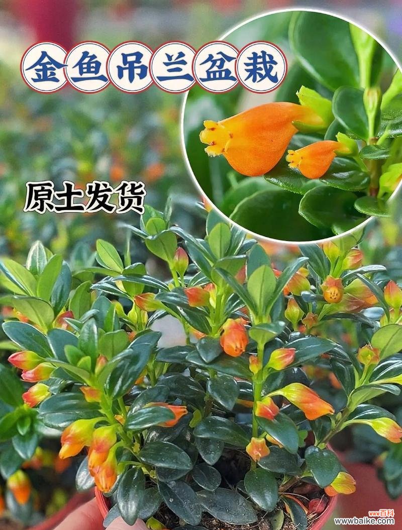 探究吊兰开花的象征意义及其在生活中的应用 吊兰开花的寓意与意义