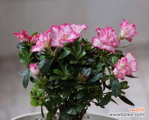 探寻养杜鹃花所蕴含的美好寓意 养杜鹃花的寓意与意义