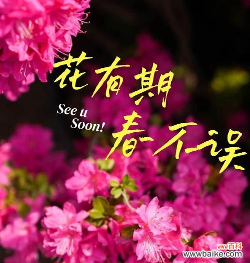 探寻养杜鹃花所蕴含的美好寓意 养杜鹃花的寓意与意义