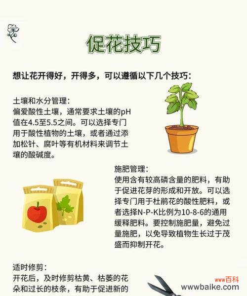 探寻养杜鹃花所蕴含的美好寓意 养杜鹃花的寓意与意义