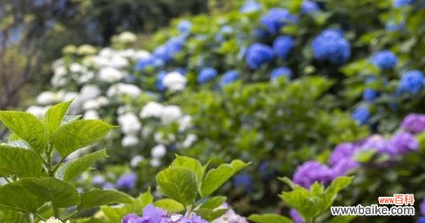 用花言巧语传递情感 无忧花花语的意义——传递快乐与祝福的花朵