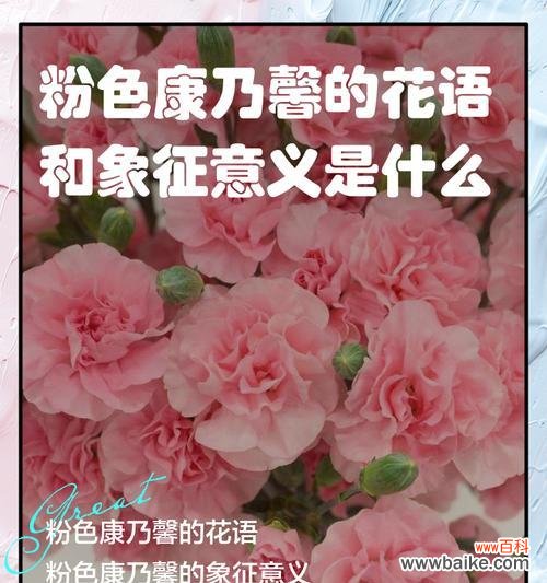 用花言巧语传递情感 无忧花花语的意义——传递快乐与祝福的花朵