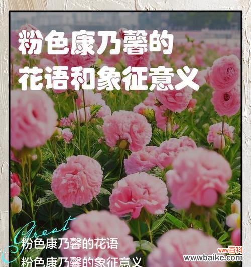 用花言巧语传递情感 无忧花花语的意义——传递快乐与祝福的花朵