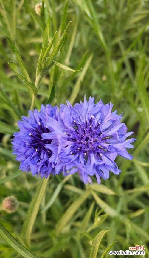 探寻矢车菊的花语 矢车菊的花语