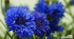 探寻矢车菊的花语 矢车菊的花语