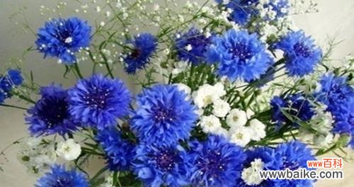 探寻矢车菊花语的深层含义 矢车菊花语的美丽寓意