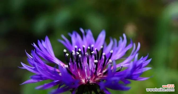 探寻矢车菊花语的深层含义 矢车菊花语的美丽寓意