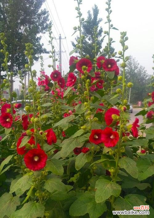 蜀葵花语的深层含义及其启示 蜀葵花语