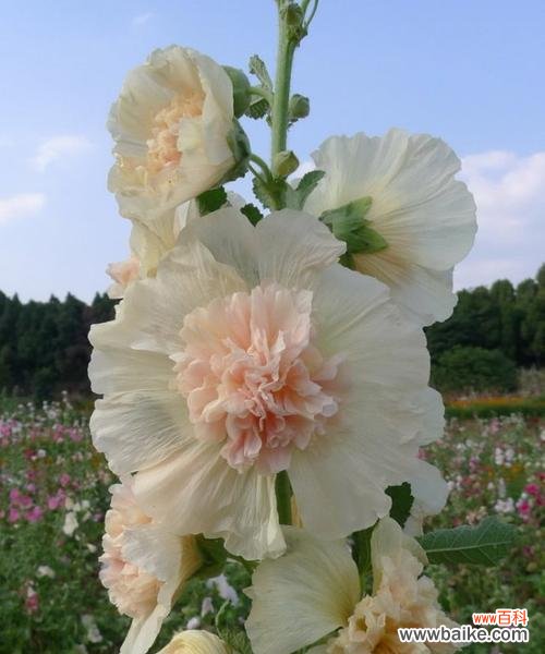 揭秘蜀葵花的神秘花语和文化渊源 蜀葵花语的意义及传说故事