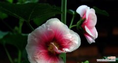 探寻蜀葵花的含义与象征 蜀葵花语与象征意义探析