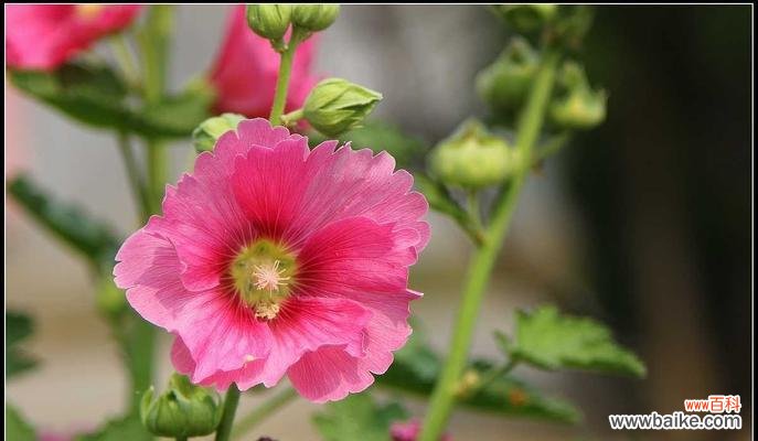 以蜀葵花为媒介 蜀葵花——自由与坚韧的象征