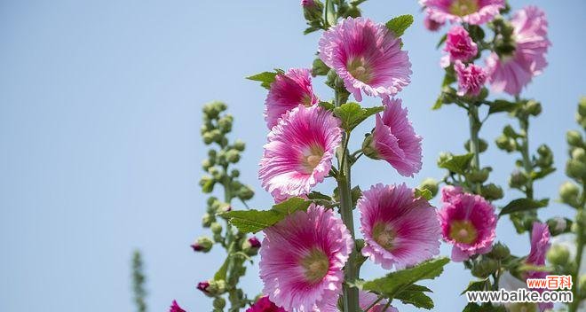 以蜀葵花为媒介 蜀葵花——自由与坚韧的象征