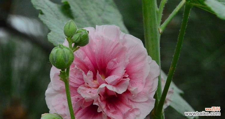 以蜀葵花为媒介 蜀葵花——自由与坚韧的象征