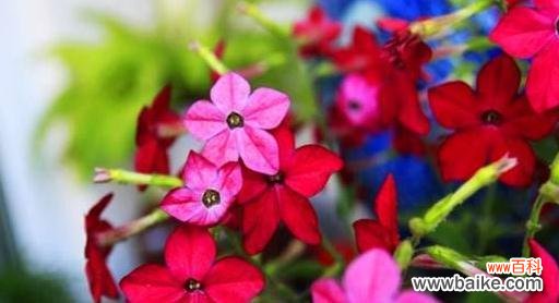 简单易行的水培繁殖技术 水繁殖花的方法与技巧