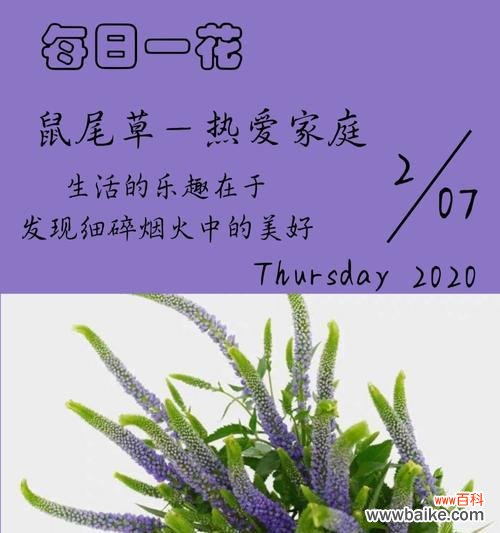 揭开鼠尾草的神秘面纱 鼠尾草之花语