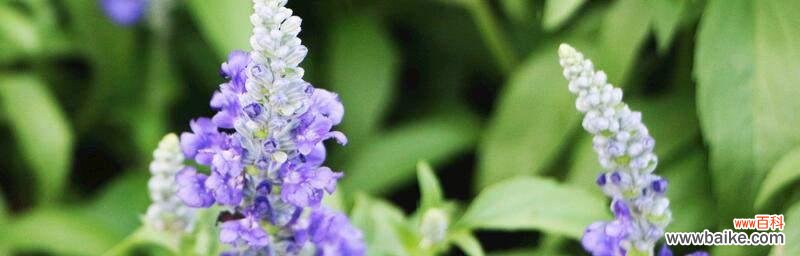 揭开鼠尾草的神秘面纱 鼠尾草之花语