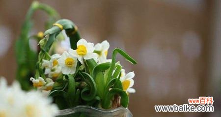 探寻水仙花的多重意义 水仙花的花语