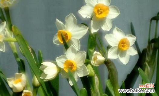 探寻水仙花的多重意义 水仙花的花语