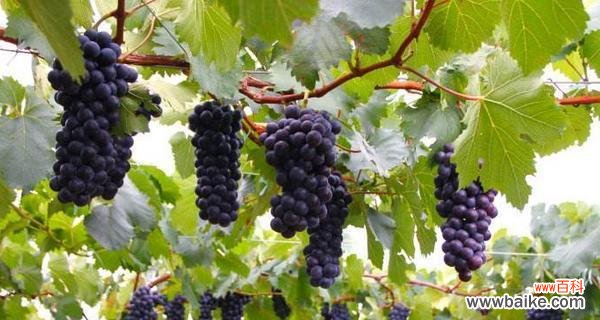 探索葡萄在不同文化中的象征意义 葡萄的象征意义