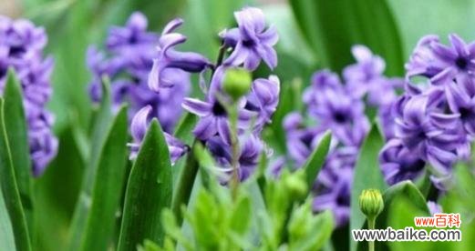 葡萄——象征团结与幸福的果实 葡萄花语与寓意