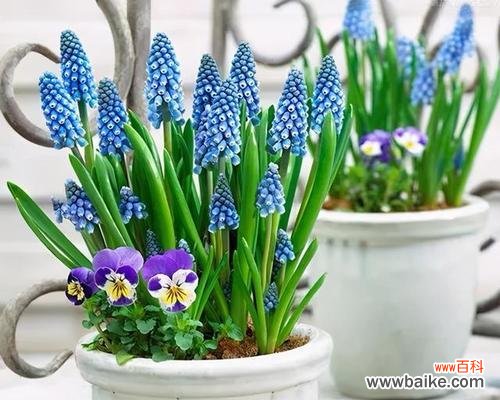 葡萄——象征团结与幸福的果实 葡萄花语与寓意