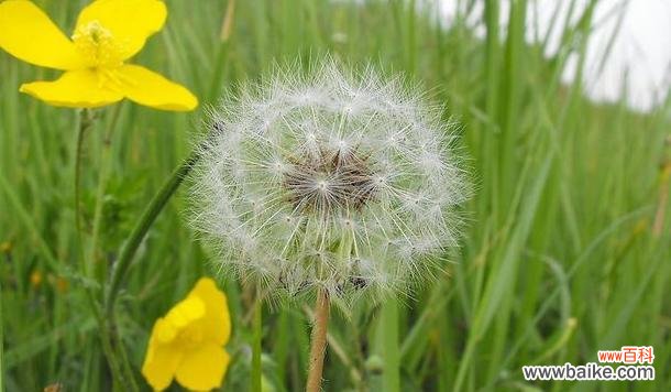 自由 蒲公英花的象征意义及美丽传承